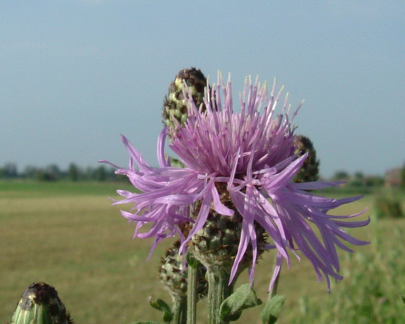 Centaurea: 4 specie